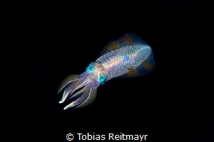 Squid on Safety Stop, Chuuk by Tobias Reitmayr 